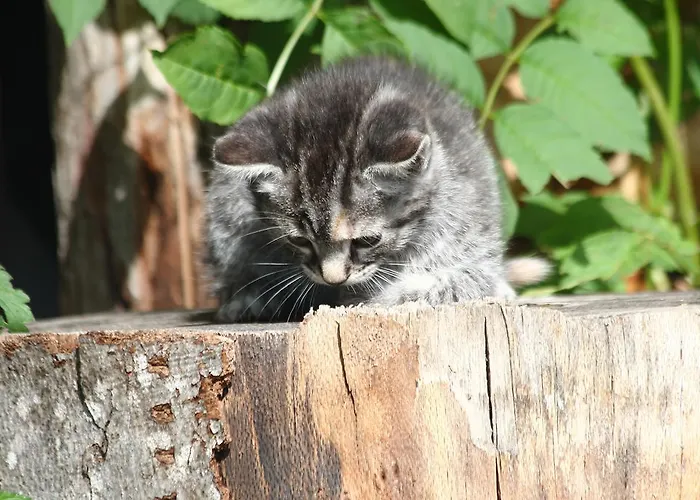 Vakantieboerderij Linharterhof